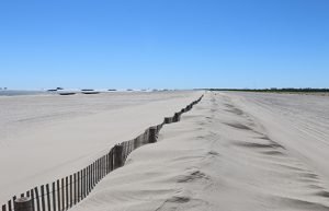 Gulf Coast Project Wins National Beach Restoration Award